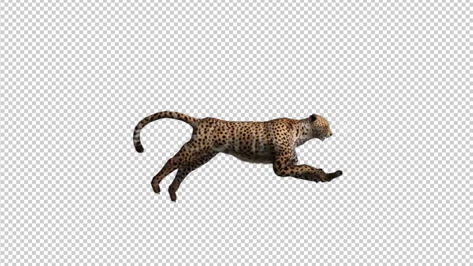 Cheetah Run Videohive 21176580 Motion Graphics Image 3