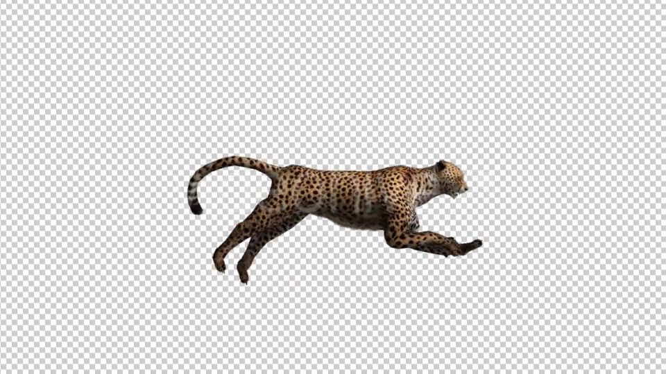 Cheetah Run Videohive 21176580 Motion Graphics Image 5