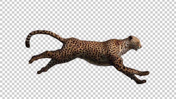 Cheetah Run - Download Videohive 21176580