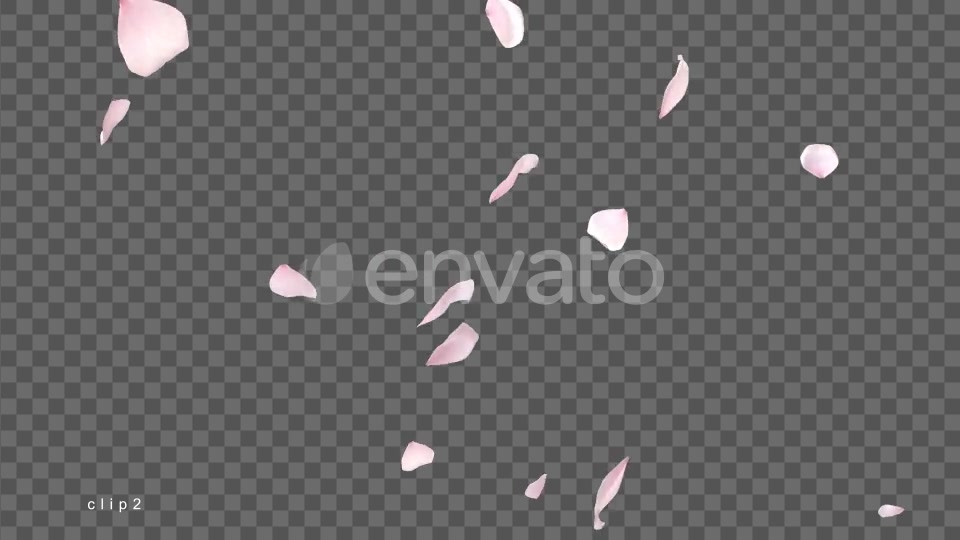 Cherry Blossom Videohive 21622837 Motion Graphics Image 4