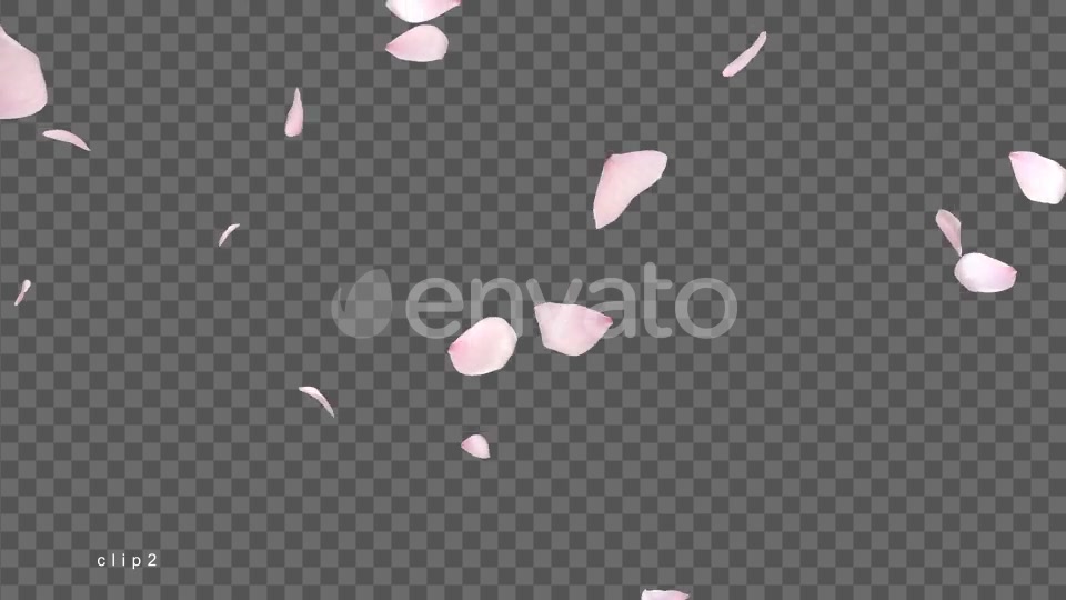 Cherry Blossom Videohive 21622837 Motion Graphics Image 5