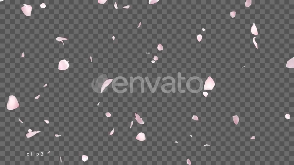 Cherry Blossom Videohive 21622837 Motion Graphics Image 6