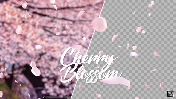 Cherry Blossom - Download 21622837 Videohive