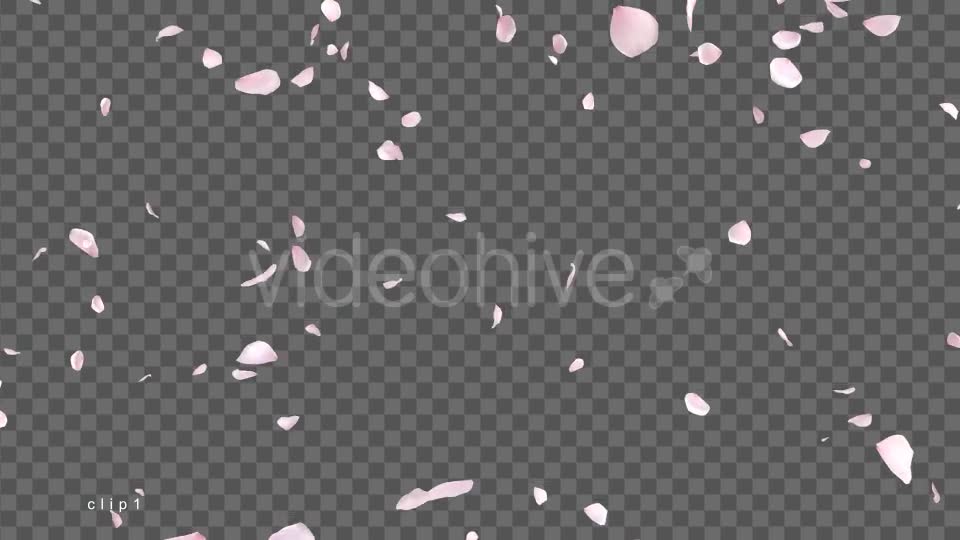 Cherry Blossom Falling Videohive 21514680 Motion Graphics Image 1