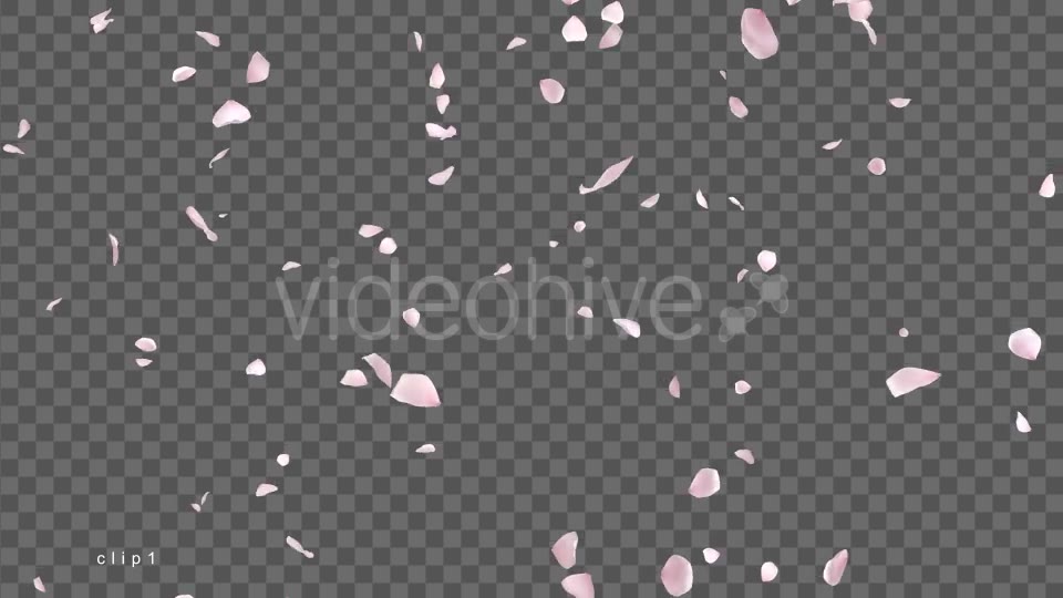 Cherry Blossom Falling Videohive 21514680 Motion Graphics Image 2