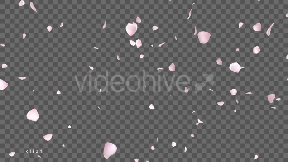 Cherry Blossom Falling Videohive 21514680 Motion Graphics Image 3