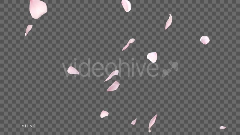 Cherry Blossom Falling Videohive 21514680 Motion Graphics Image 4