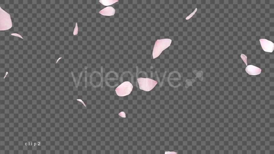 Cherry Blossom Falling Videohive 21514680 Motion Graphics Image 5