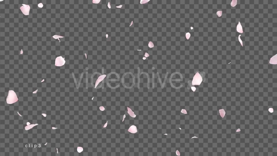 Cherry Blossom Falling Videohive 21514680 Motion Graphics Image 6