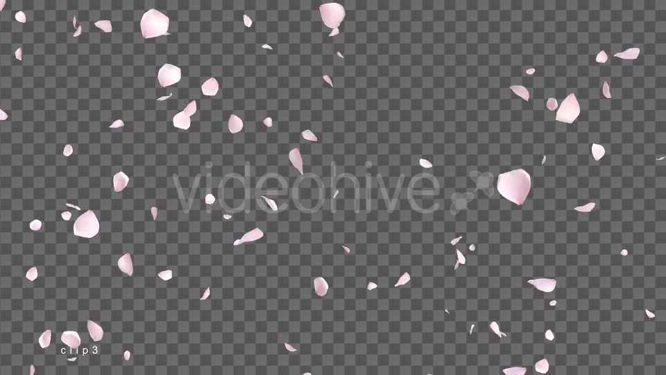 Cherry Blossom Falling Videohive 21514680 Motion Graphics Image 7