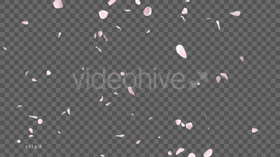 Cherry Blossom Falling Videohive 21514680 Motion Graphics Image 8