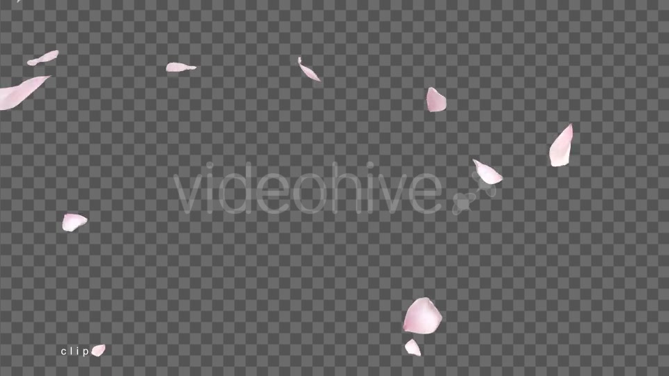 Cherry Blossom Falling Videohive 21514680 Motion Graphics Image 9