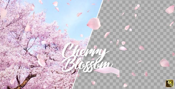 Cherry Blossom Falling - Videohive Download 21514680