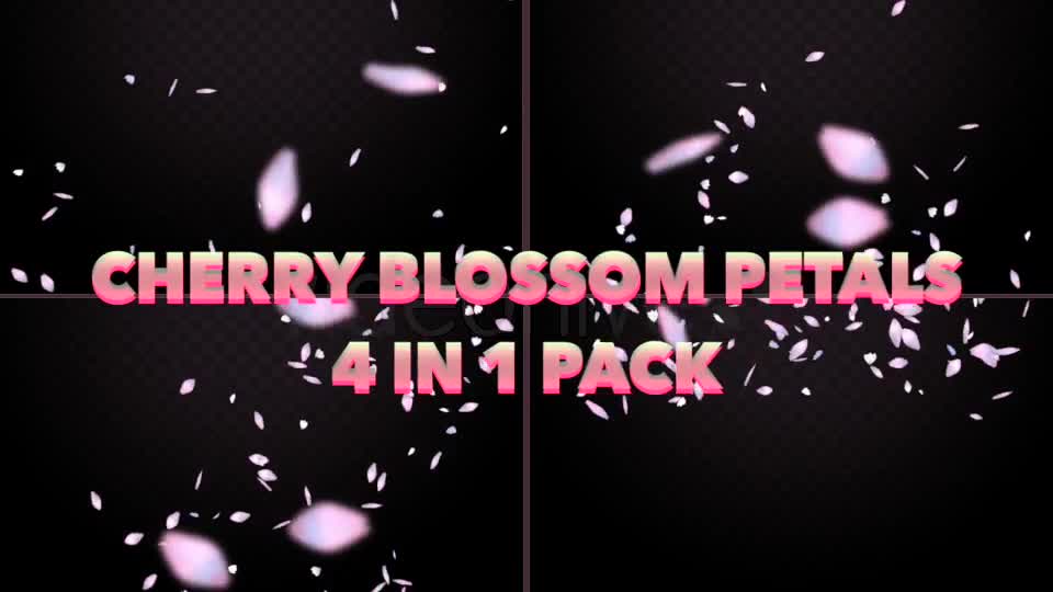 Cherry Blossom Petals Pack Videohive 20155122 Motion Graphics Image 1