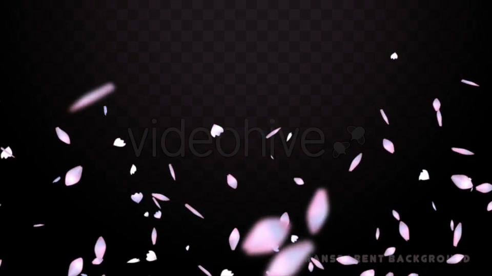 Cherry Blossom Petals Pack Videohive 20155122 Motion Graphics Image 12