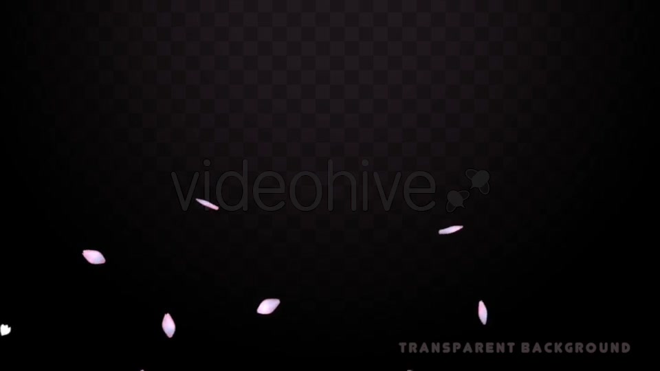 Cherry Blossom Petals Pack Videohive 20155122 Motion Graphics Image 5