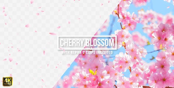 Cherry Blossom - Videohive 19655076 Download