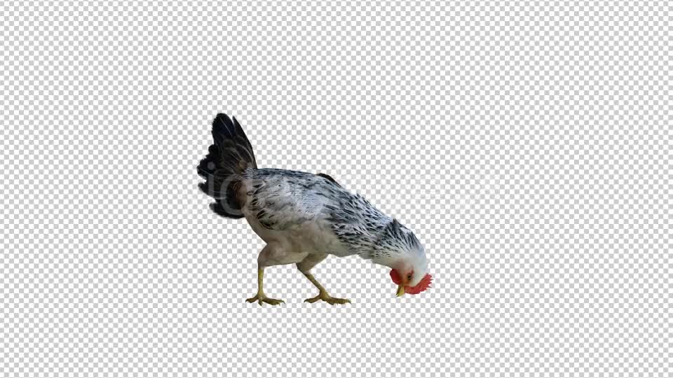 Chicken 1 Realistic Videohive 21085400 Motion Graphics Image 1