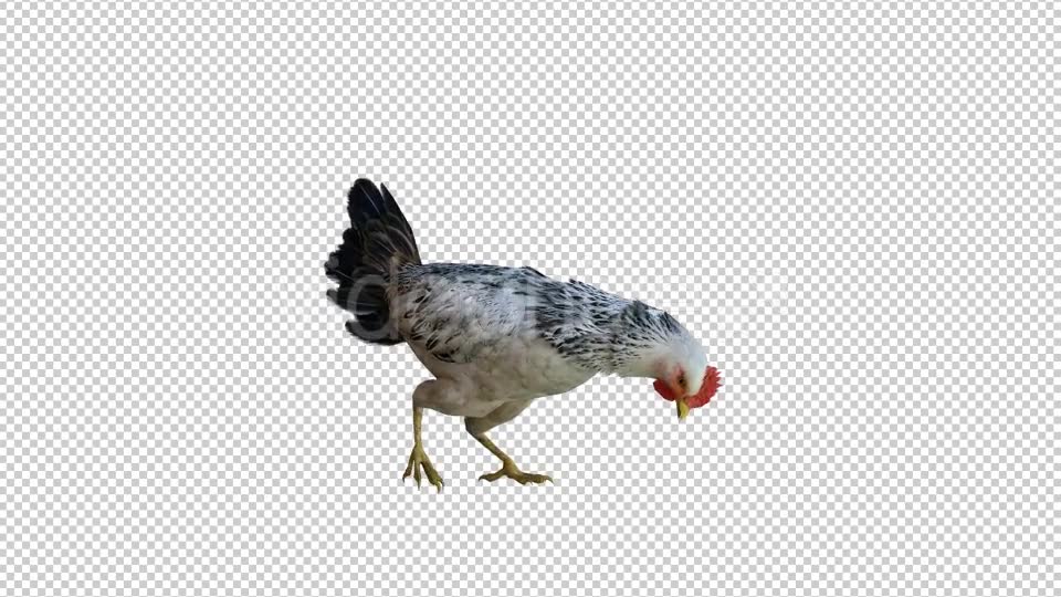 Chicken 1 Realistic Videohive 21085400 Motion Graphics Image 2