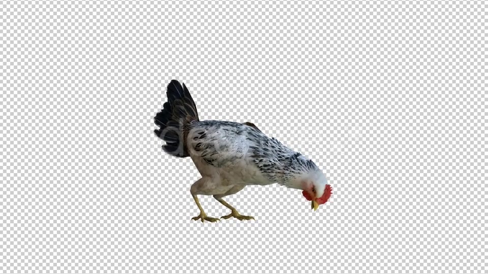 Chicken 1 Realistic Videohive 21085400 Motion Graphics Image 3