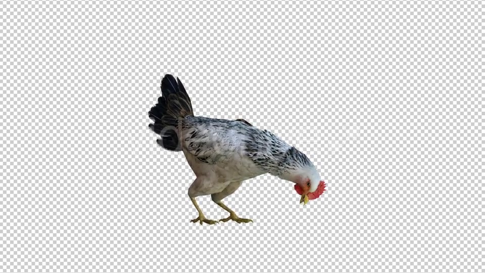 Chicken 1 Realistic Videohive 21085400 Motion Graphics Image 4