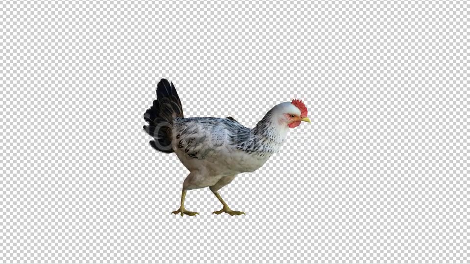 Chicken 1 Realistic Videohive 21085400 Motion Graphics Image 5