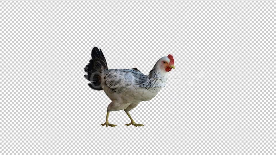 Chicken 1 Realistic Videohive 21085400 Motion Graphics Image 6