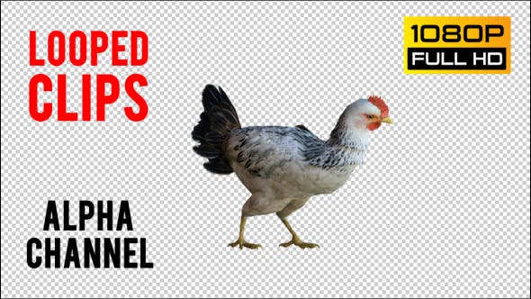 Chicken 1 Realistic - 21085400 Videohive Download