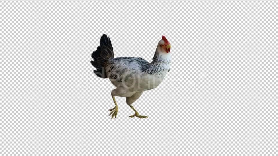 Chicken 2 Realistic Videohive 21085478 Motion Graphics Image 1