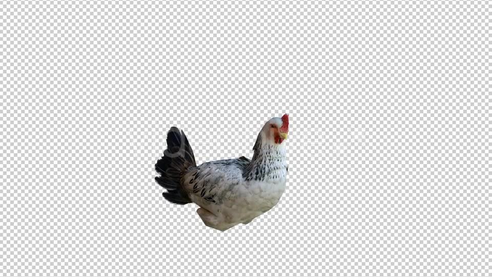 Chicken 2 Realistic Videohive 21085478 Motion Graphics Image 2