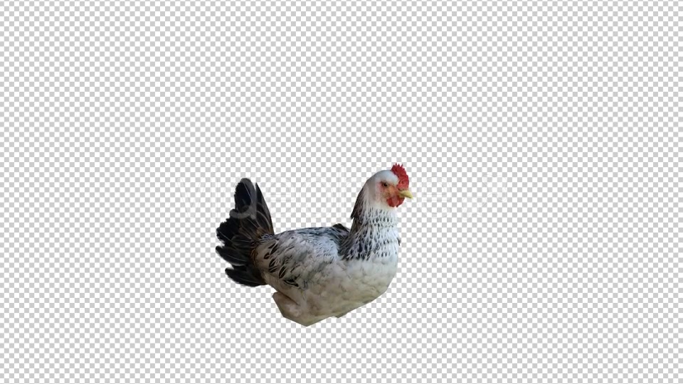 Chicken 2 Realistic Videohive 21085478 Motion Graphics Image 3