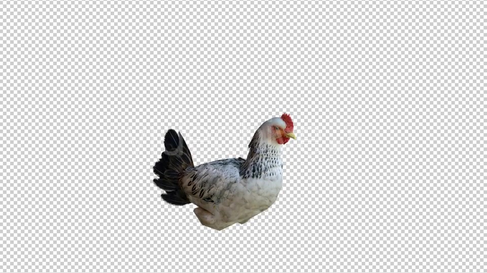 Chicken 2 Realistic Videohive 21085478 Motion Graphics Image 4