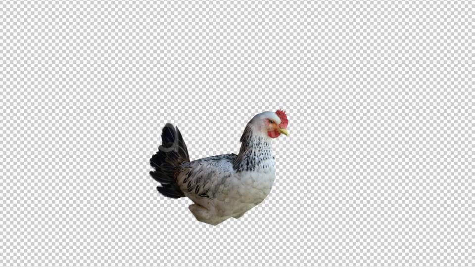 Chicken 2 Realistic Videohive 21085478 Motion Graphics Image 5