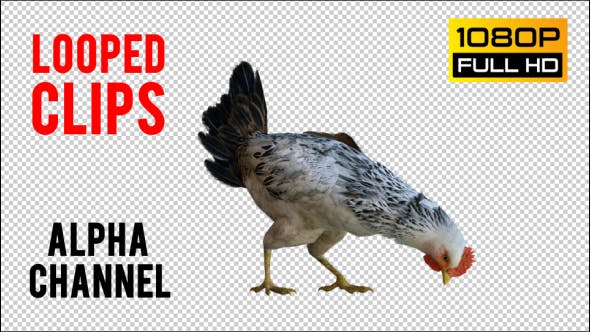Chicken 2 Realistic - Videohive Download 21085478
