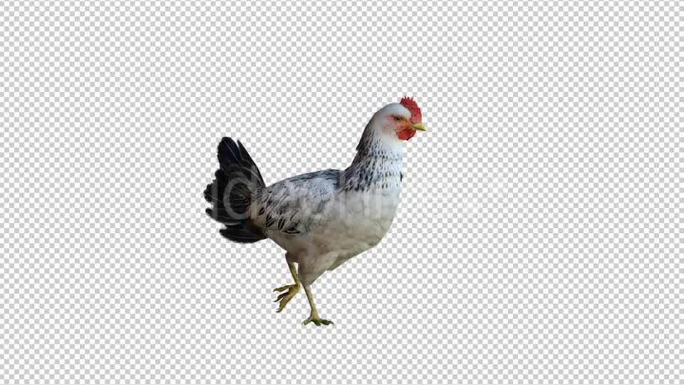 Chicken 3 Realistic Videohive 21085562 Motion Graphics Image 1