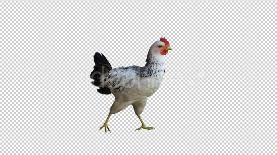 Chicken 3 Realistic Videohive 21085562 Motion Graphics Image 2