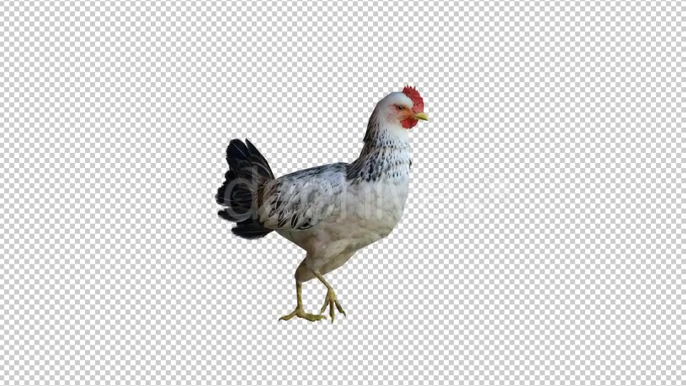 Chicken 3 Realistic Videohive 21085562 Motion Graphics Image 3