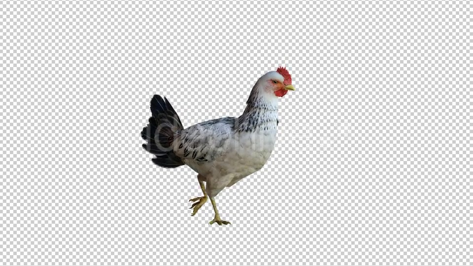 Chicken 3 Realistic Videohive 21085562 Motion Graphics Image 4