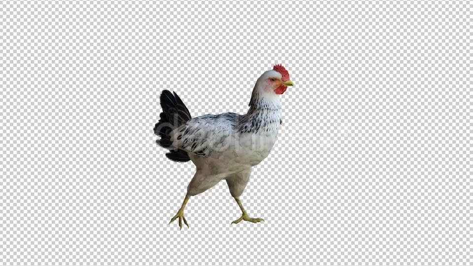 Chicken 3 Realistic Videohive 21085562 Motion Graphics Image 5
