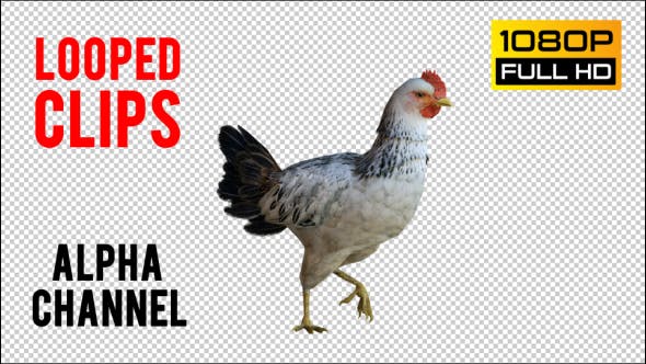 Chicken 3 Realistic - Videohive Download 21085562