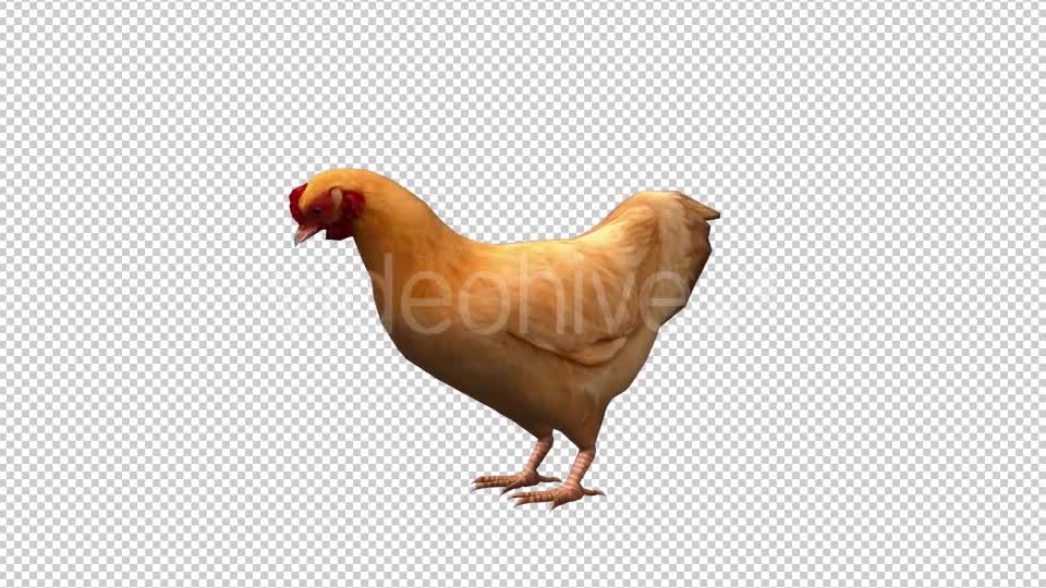 Chicken Looped 3 Videohive 20663375 Motion Graphics Image 1