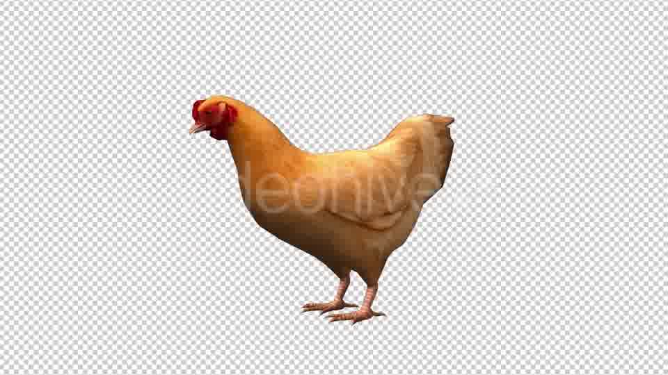 Chicken Looped 3 Videohive 20663375 Motion Graphics Image 12