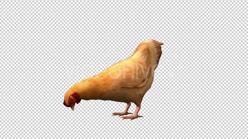 Chicken Looped 3 Videohive 20663375 Motion Graphics Image 2