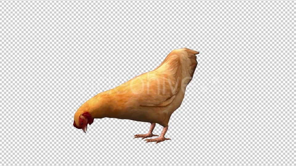 Chicken Looped 3 Videohive 20663375 Motion Graphics Image 3