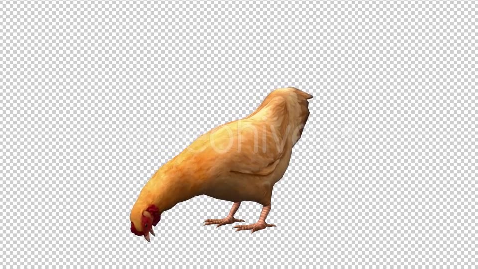 Chicken Looped 3 Videohive 20663375 Motion Graphics Image 5