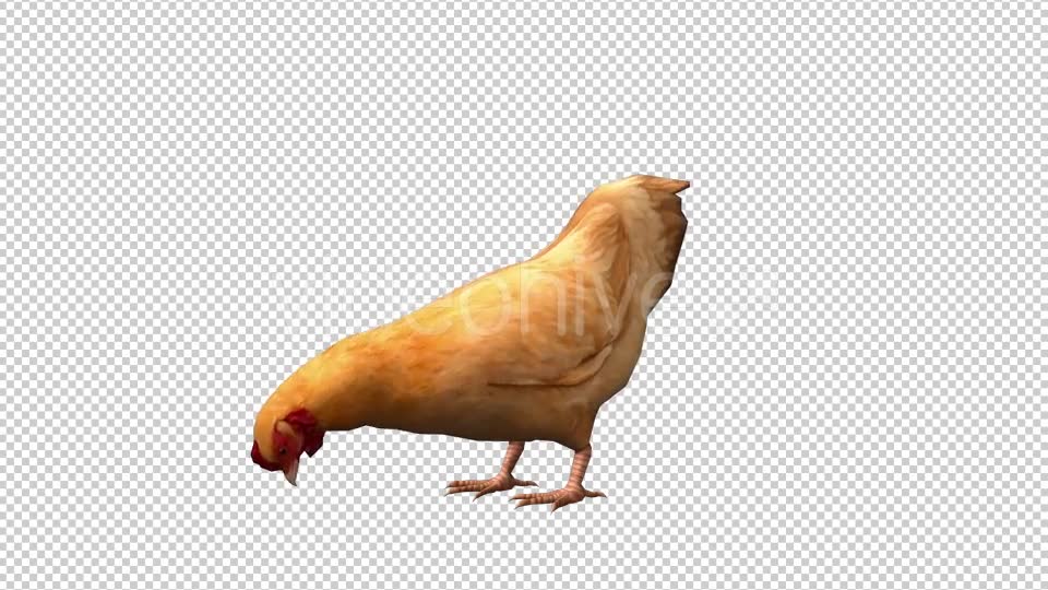 Chicken Looped 3 Videohive 20663375 Motion Graphics Image 6