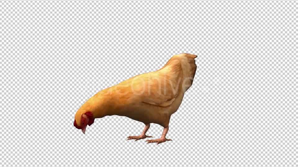 Chicken Looped 3 Videohive 20663375 Motion Graphics Image 8