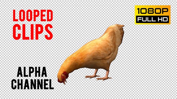 Chicken Looped 3 - Videohive 20663375 Download