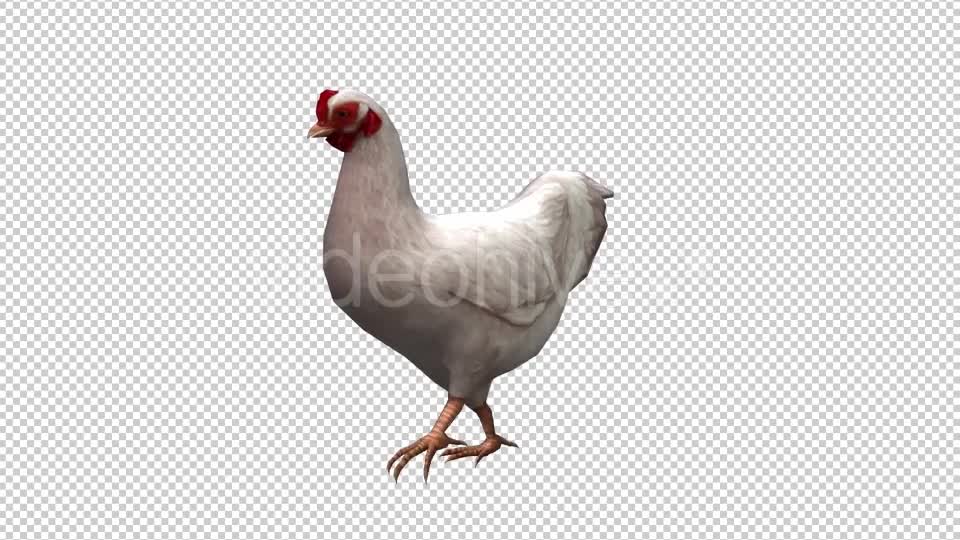 Chicken Looped 4 Videohive 20663380 Motion Graphics Image 1