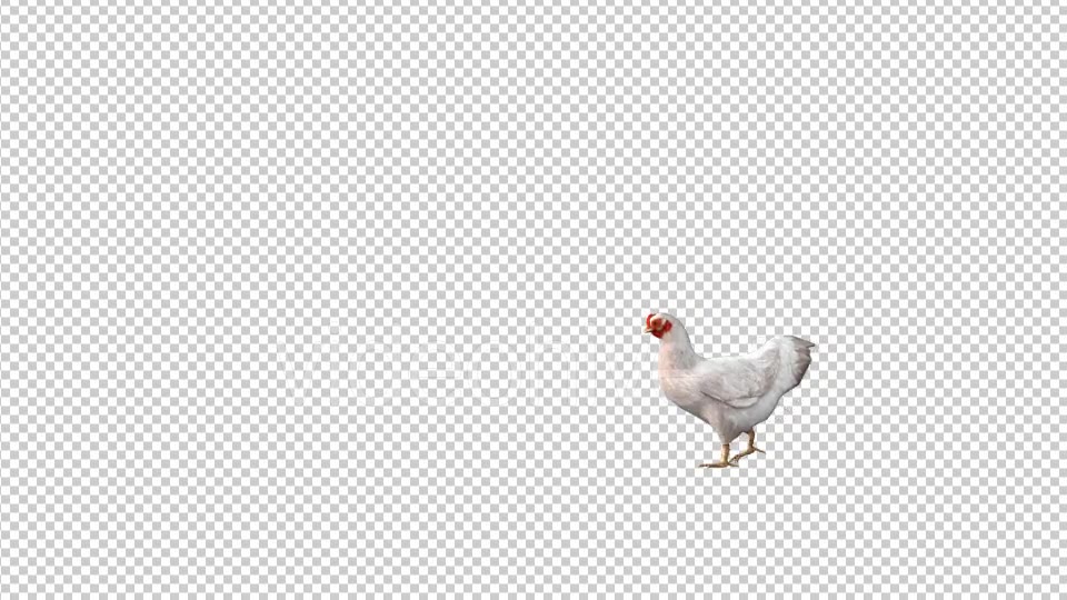 Chicken Walk Videohive 19613754 Motion Graphics Image 5